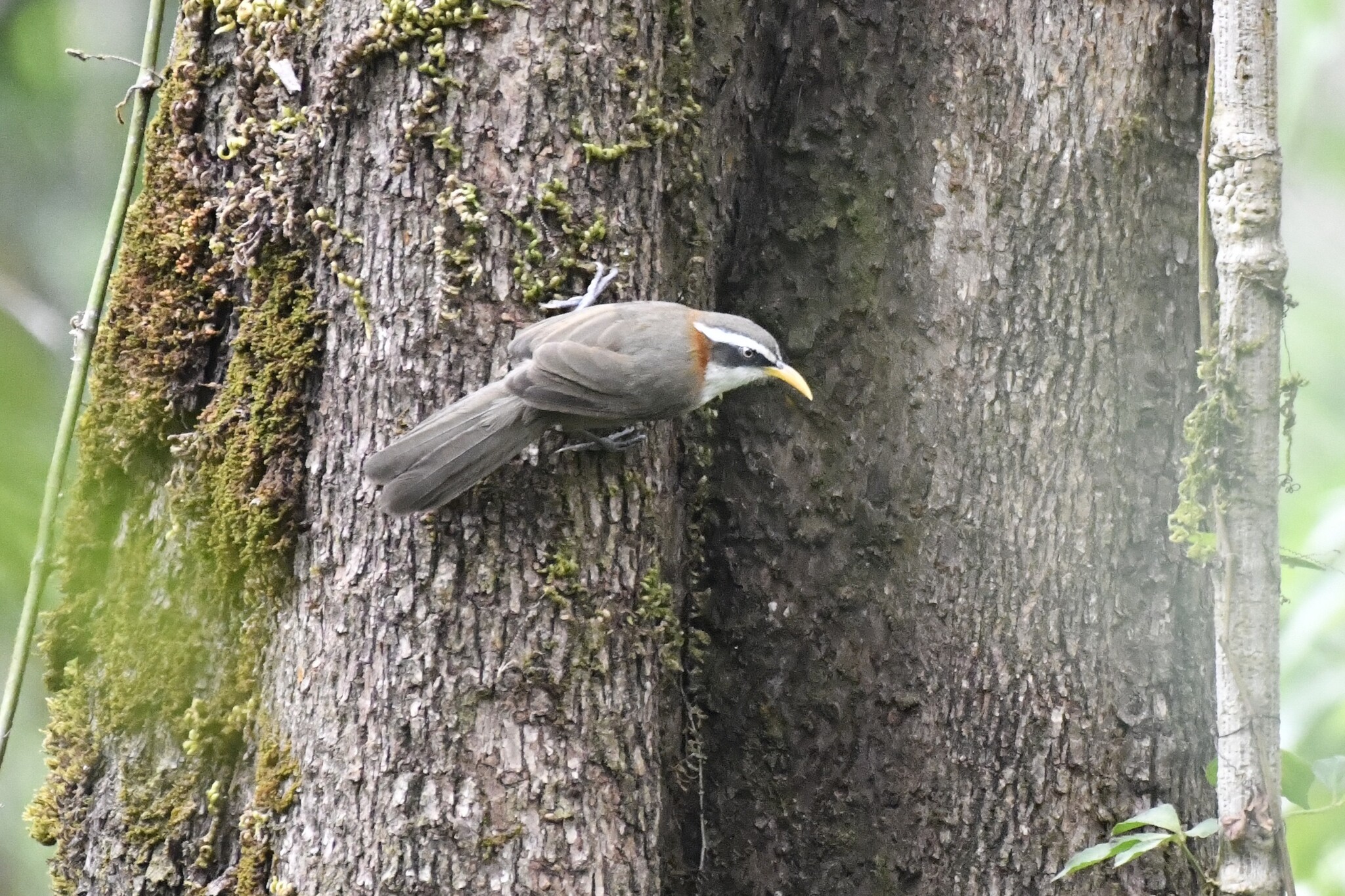 White-browed Scimitar Babbler (Pomatorhinus schisticeps), photo 4