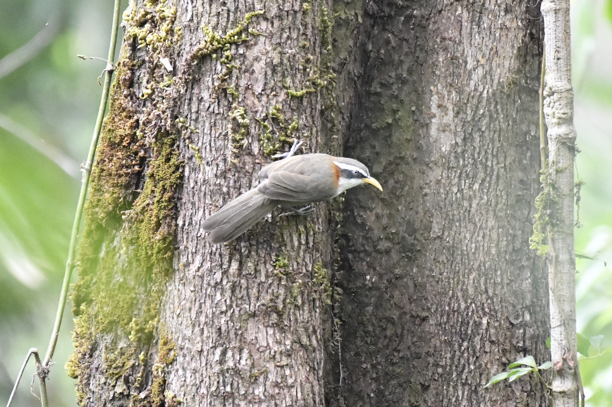 White-browed Scimitar Babbler (Pomatorhinus schisticeps), photo 6