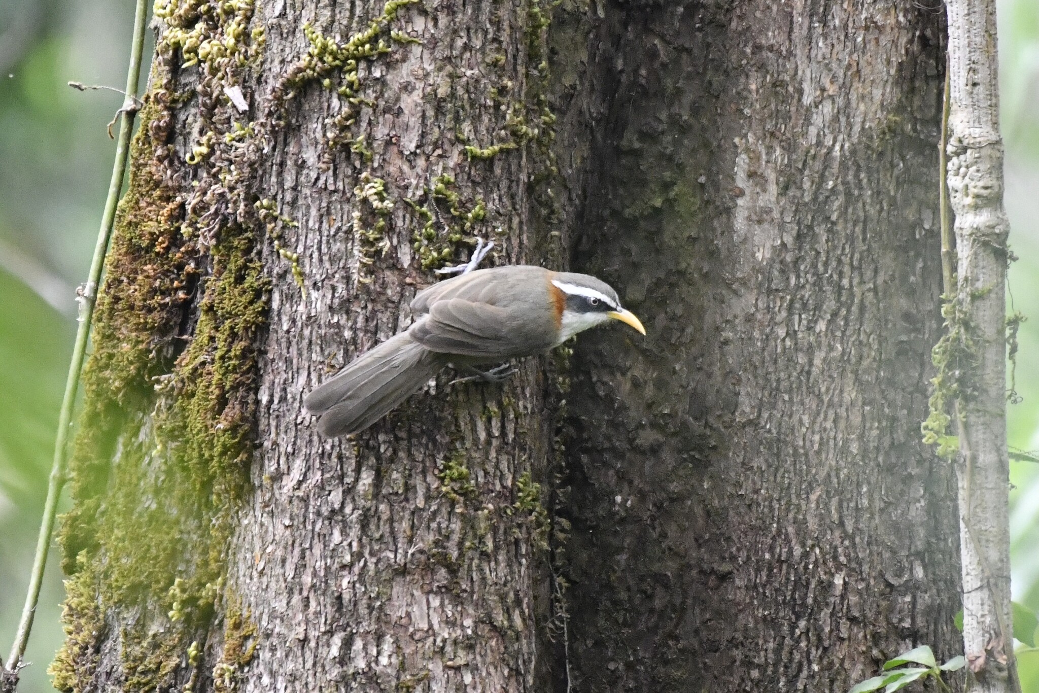 White-browed Scimitar Babbler (Pomatorhinus schisticeps), photo 5