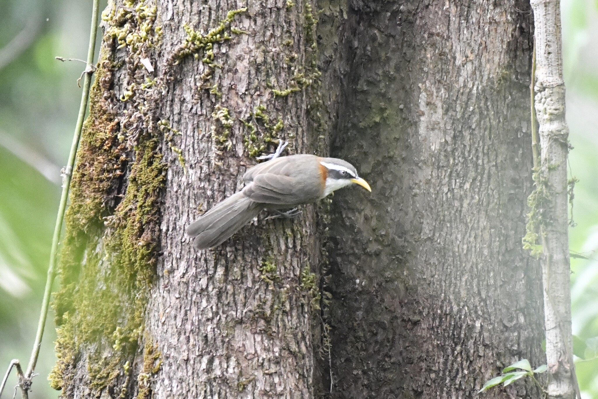 White-browed Scimitar Babbler (Pomatorhinus schisticeps), photo 3
