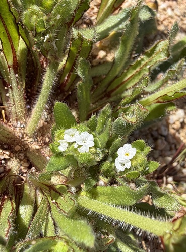 Plagiobothrys arizonicus, 2026-03-18