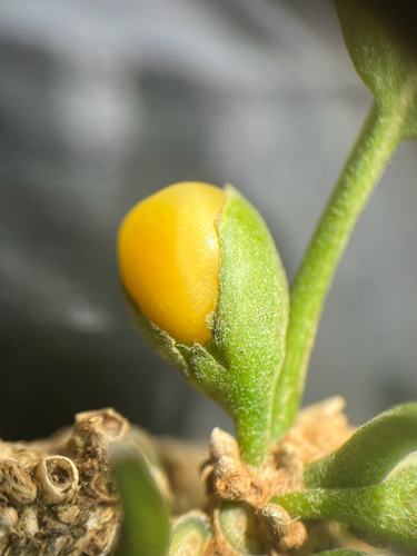 Nothocestrum breviflorum observed 2026-03-18