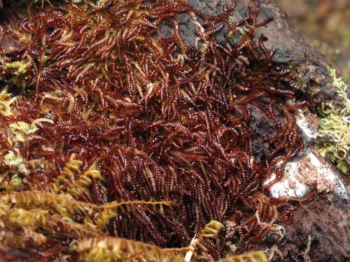 Nowellia reedii