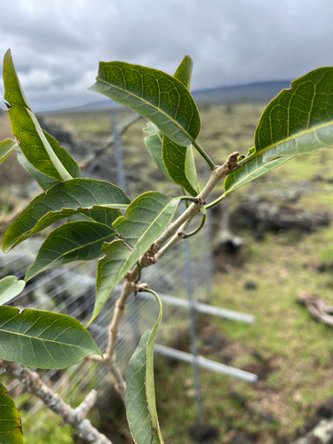Nothocestrum breviflorum observed 2026-03-18