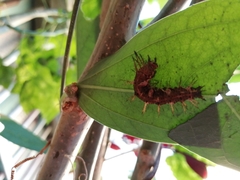 Dryas iulia moderata