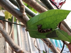 Dryas iulia moderata