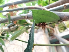 Dryas iulia moderata