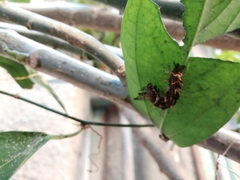 Dryas iulia moderata