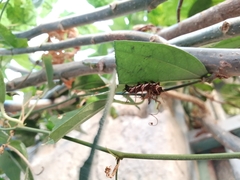 Dryas iulia moderata