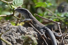 Ameiva