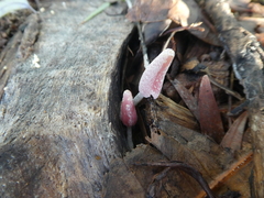 Coprinopsis clastophylla