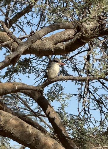Striped Kingfisher