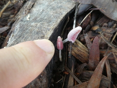 Coprinopsis clastophylla