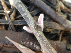 Coprinopsis clastophylla