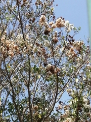 Cordia alliodora