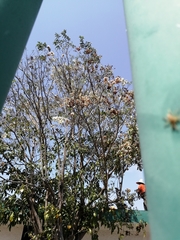 Cordia alliodora