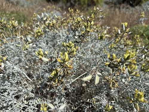Astragalus traskiae observed 2026-03-18