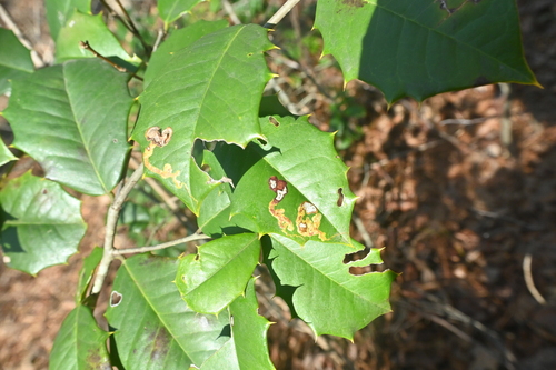 Unknown species found near Sassafras Trail, Paris Mountain