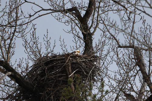 Bald Eagle photographed in Montana