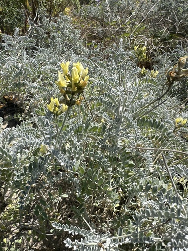 Astragalus traskiae observed 2026-03-18
