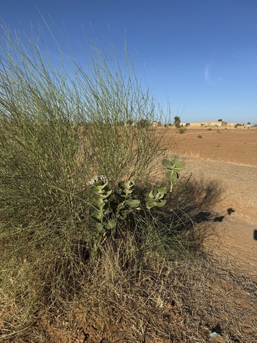 giant milkweed