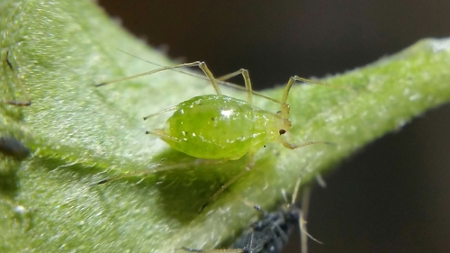 Foxglove Aphid photo 4