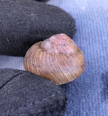 Xerarionta intercisa