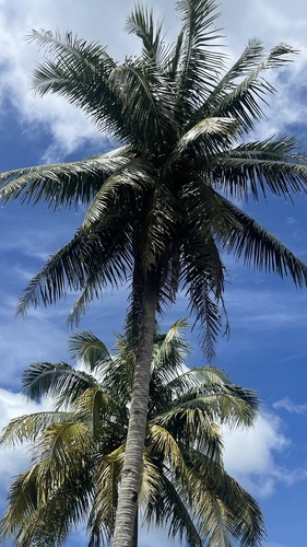 Cocos nucifera observed 2026-03-19