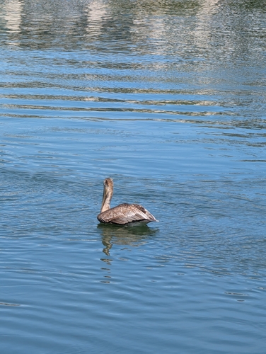 Brown Pelican