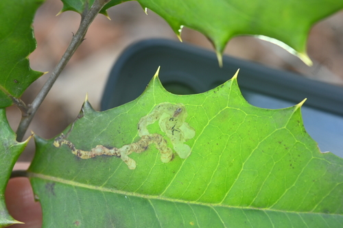 Unknown species found near Sassafras Trail, Paris Mountain