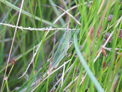 Allotruxalis gracilis