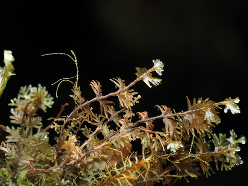 Riccardia fucoidea