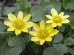 Ficaria verna calthifolia