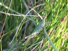 Allotruxalis gracilis
