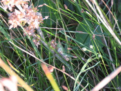 Allotruxalis gracilis