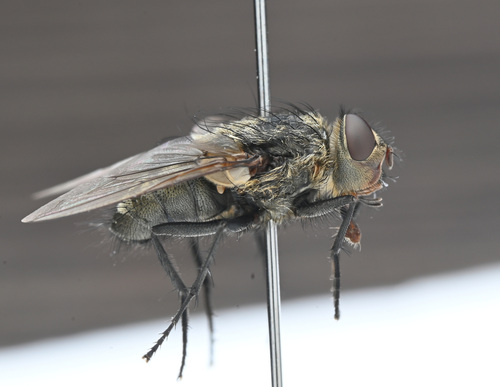 Unknown species found near East Ithaca, NY 14850美国