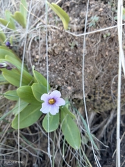 Primula cusickiana, photograph (c) Carolyn Koehn, some rights reserved (CC BY)