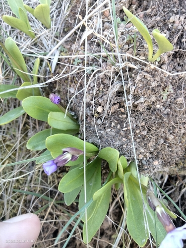 Primula cusickiana, photograph 4