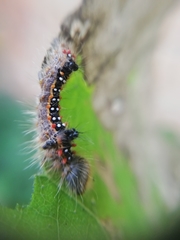 Clostera anastomosis