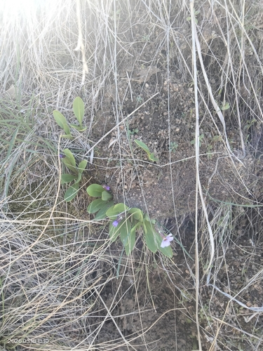 Primula cusickiana, photograph 5