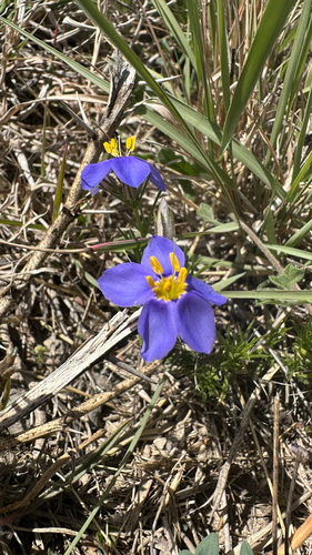 Prickleaf Gilia (Giliastrum acerosum)