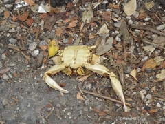 Callinectes rathbunae