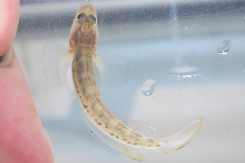 Clown goby (Microgobius gulosus) — Gobiidae — 5