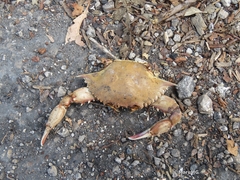 Callinectes rathbunae