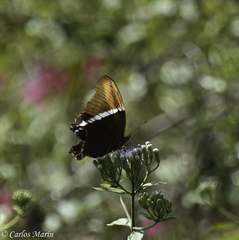 Siproeta epaphus epaphus