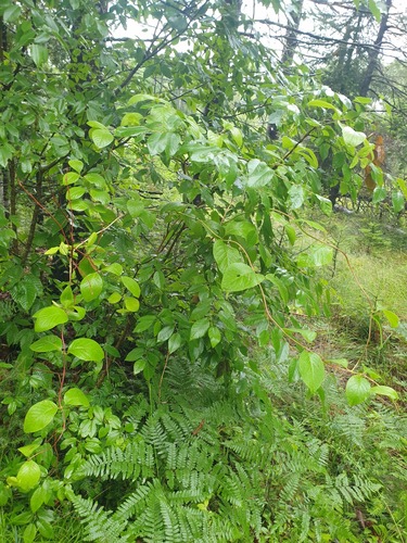 hairy honeysuckle (Lonicera hirsuta)