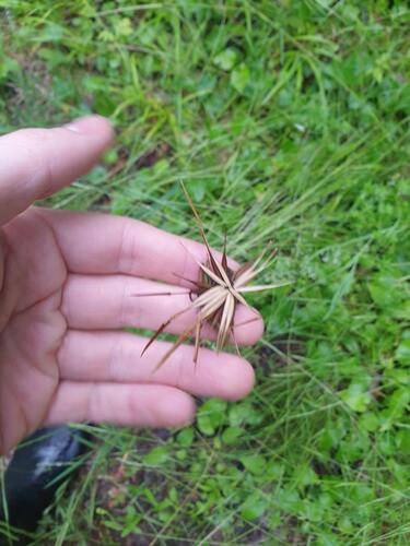 Yellow Salsify (Tragopogon dubius)