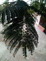 Fabaceae