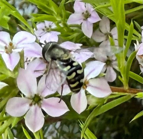 Unknown species found near Roberta Dr, San Mateo, CA, US