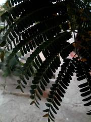 Fabaceae